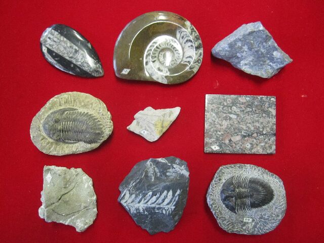 化石標本（展示用）